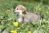 CORGI PEMBROKE 596